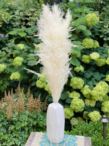 Dried Pampas Grass in White